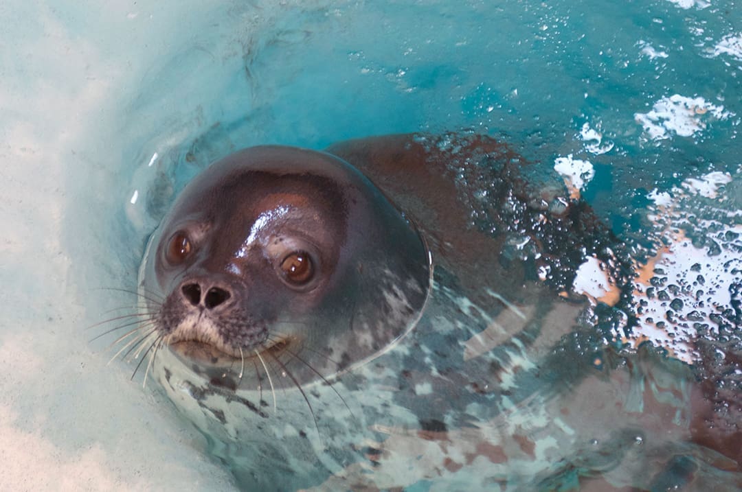 Arctic Sealion