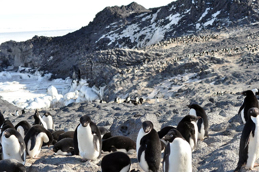 Royds Cape Penguin Rookery