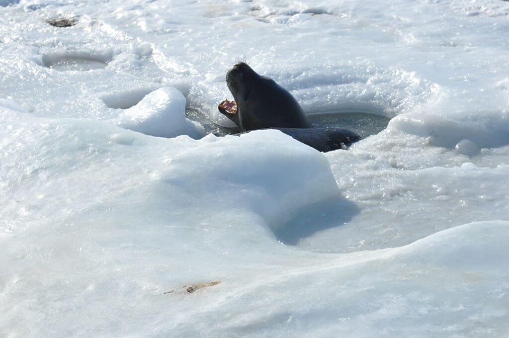 Seal emerges from icy water hole.
