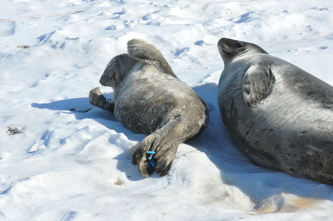 Weddell Seals