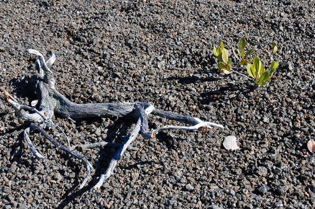 Plants on a bed of rocks - Hawaii